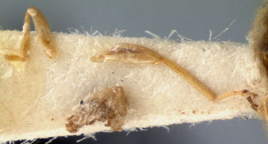 Image of <i>Trichobrotica rhabdota</i>