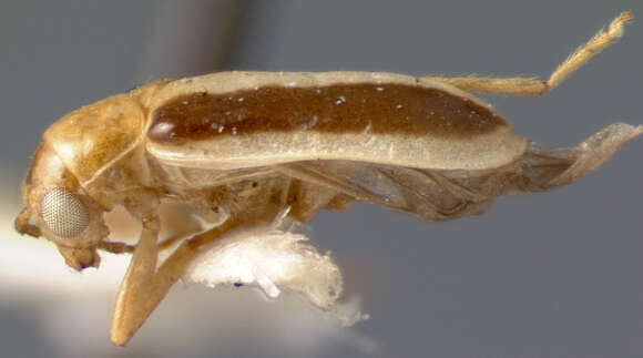 Image of <i>Trichobrotica rhabdota</i>