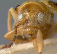 Image of <i>Trichobrotica rhabdota</i>