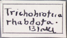 Image of <i>Trichobrotica rhabdota</i>