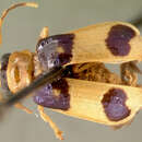 Image de Eccoptopsis laticollis