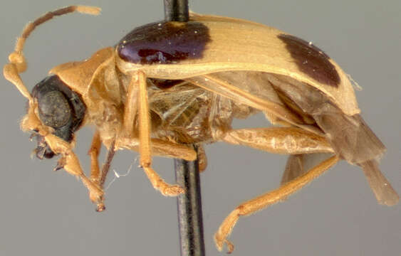 Image of Eccoptopsis laticollis