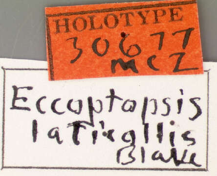 Image of Eccoptopsis laticollis