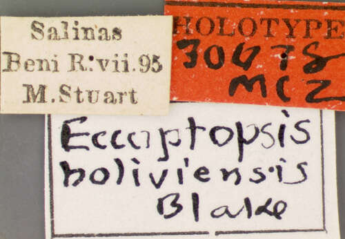Image de Eccoptopsis boliviensis