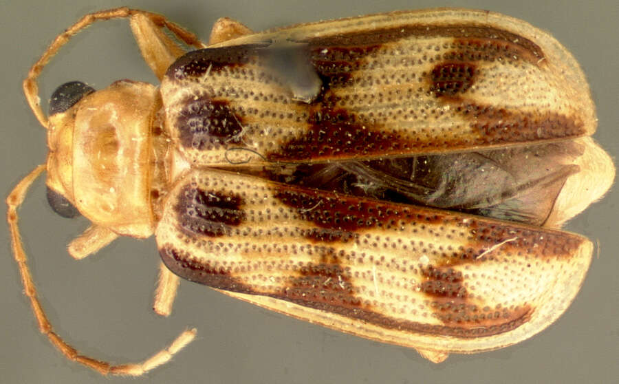 Image de Eccoptopsis boliviensis