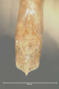 Image of Eccoptopsis clara