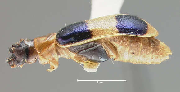 Image of Eccoptopsis clara