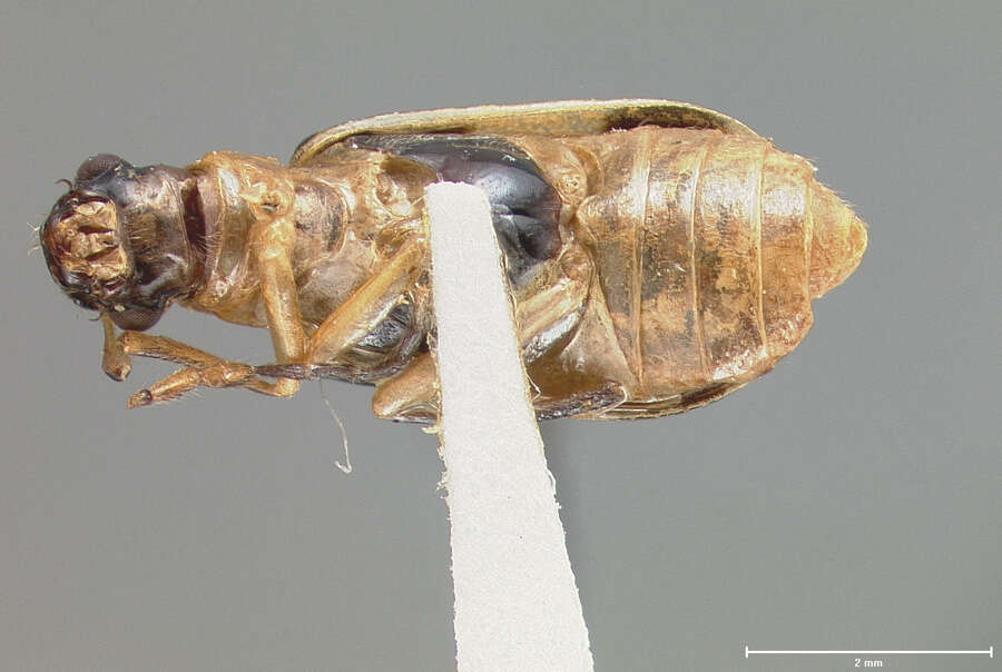 Image of Eccoptopsis clara