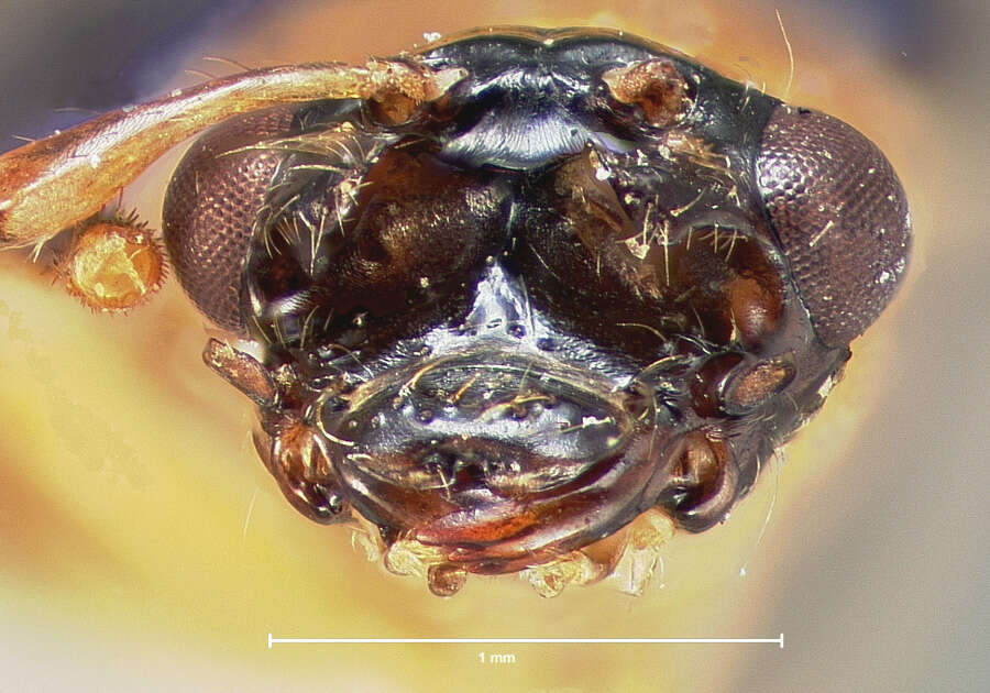 Image de Eccoptopsis clara