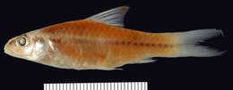 Image of Blackstripe barb