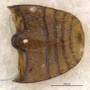 Image of <i>Sternodea newtoni</i>