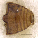 Image of <i>Sternodea rotundata</i>