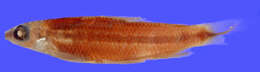 Image of Nannocharax ansorgii Boulenger 1911