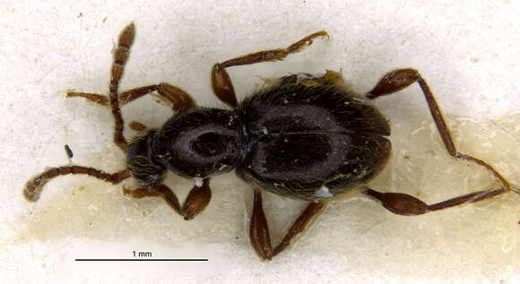 Image of Scydmaenus nandarivatui Franz 1986