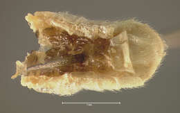 Image of Diabrotica virgifera zeae Krysan & R. Smith ex Krysan, R. Smith, Branson & Guss 1980