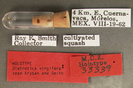 Image of Diabrotica virgifera zeae Krysan & R. Smith ex Krysan, R. Smith, Branson & Guss 1980