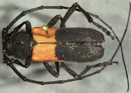 Image of Purpuricenus paraxillaris MacRae 2000