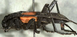 Image of Purpuricenus paraxillaris MacRae 2000