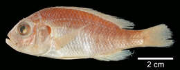 Image of Haplochromis serridens Regan 1925