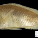 Image of Haplochromis mentatus Regan 1925