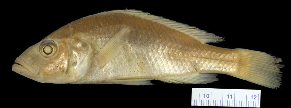 Image of Haplochromis mentatus Regan 1925