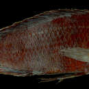 Image of Haplochromis fuscus Regan 1925