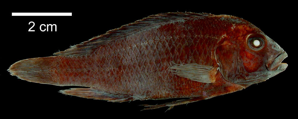 صورة Haplochromis fuscus Regan 1925