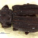 Image of Epimetopus arizonicus Perkins 2012