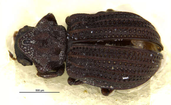 Image of Epimetopus arizonicus Perkins 2012