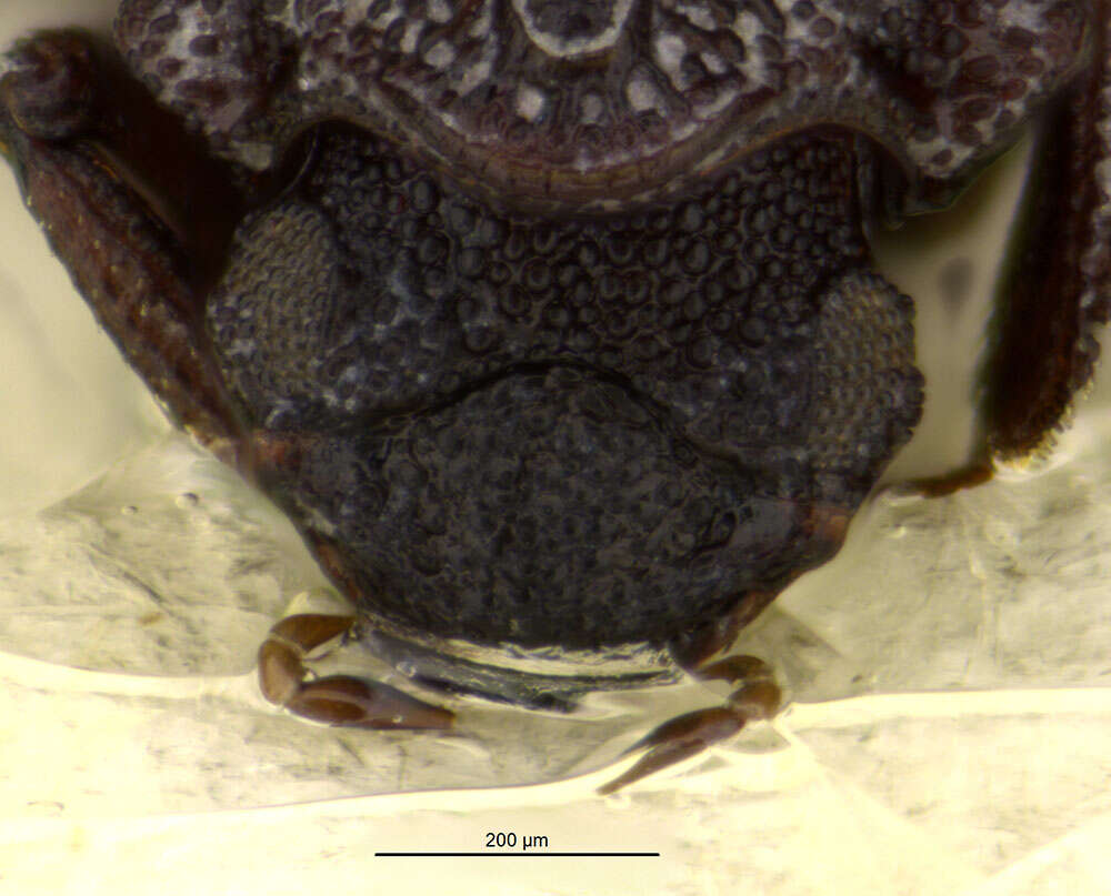 Image of Epimetopus arizonicus Perkins 2012