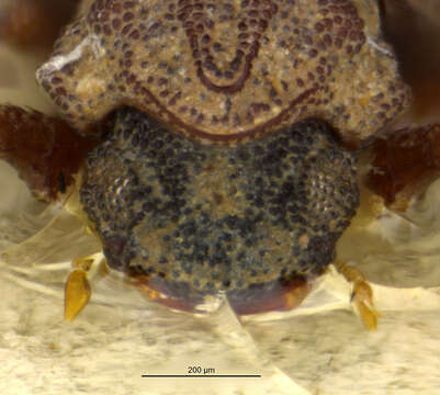 Image of Epimetopus latisoides Perkins 2012