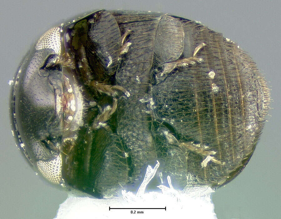 صورة Cybocephalus kathrynae Smith ex Smith & Cave 2006