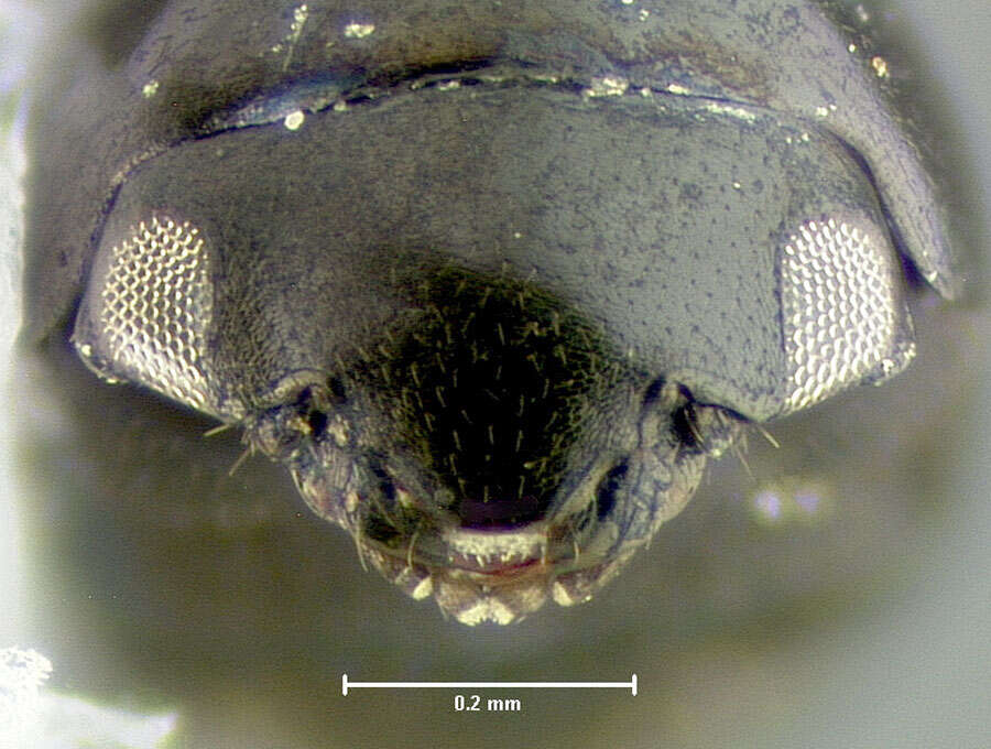 صورة Cybocephalus kathrynae Smith ex Smith & Cave 2006