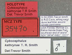 صورة Cybocephalus kathrynae Smith ex Smith & Cave 2006