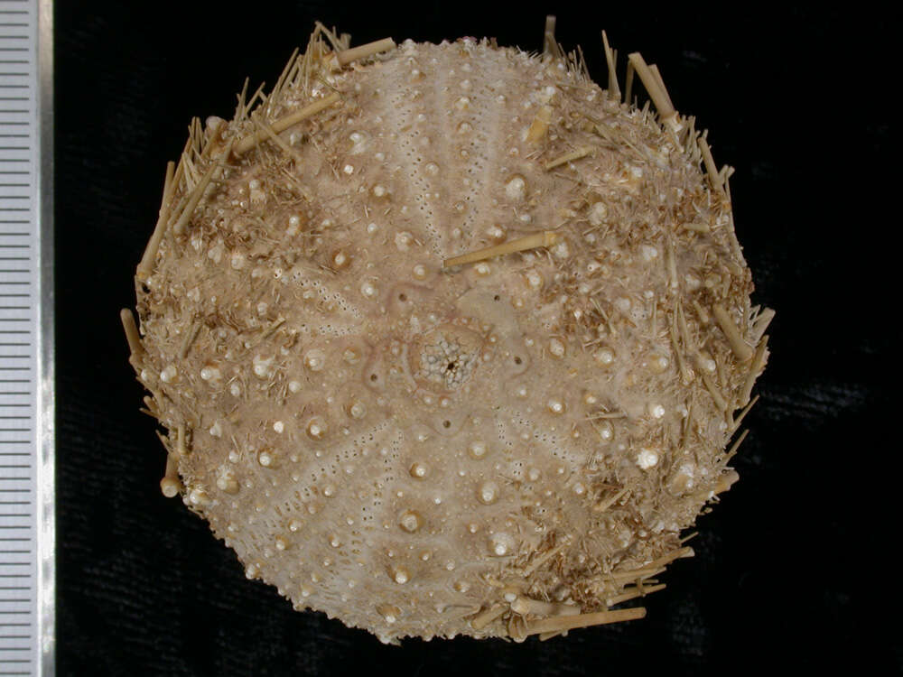 Image of <i>Echinus euryporus</i>