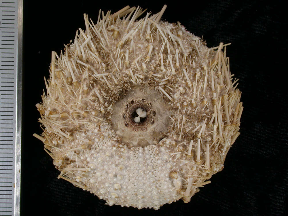 Image de <i>Echinus euryporus</i>