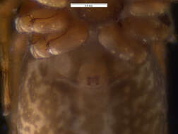 Image of Corythalia minor (Bryant 1943)