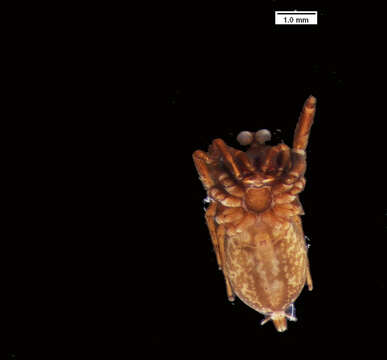 Image of Corythalia minor (Bryant 1943)