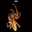 Image of Compsodecta peckhami Bryant 1943