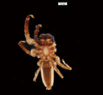 Image of Compsodecta peckhami Bryant 1943