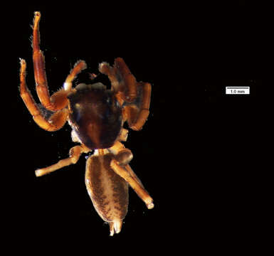 Image of <i>Cobanus cambridgei</i>