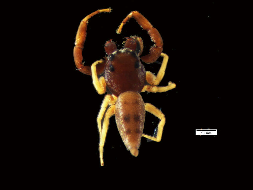 Image of Hentzia mandibularis (Bryant 1943)