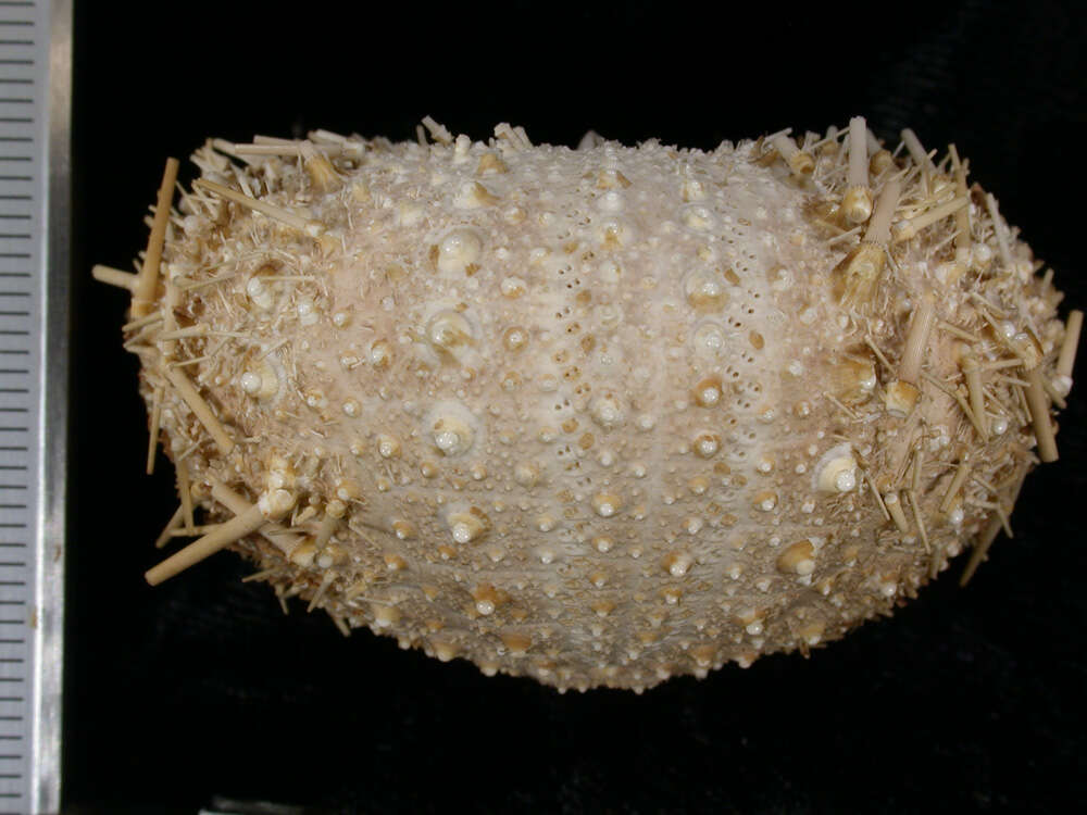 Image of <i>Echinus euryporus</i>