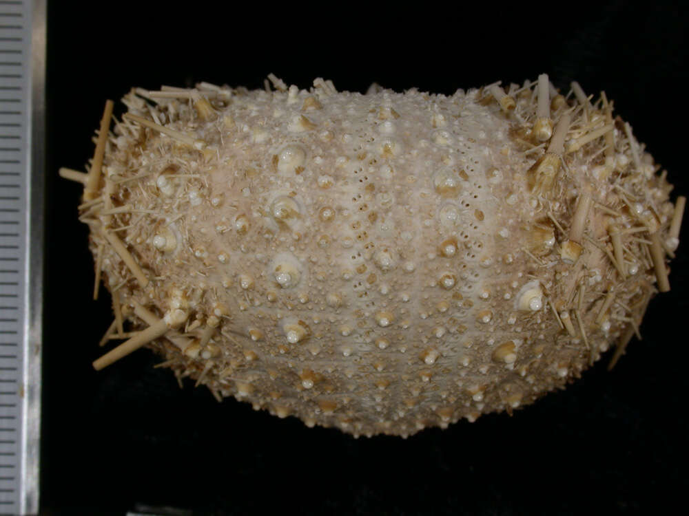 Image de <i>Echinus euryporus</i>