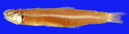 Image of Indian anchovy