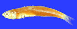Image of Cuban anchovy