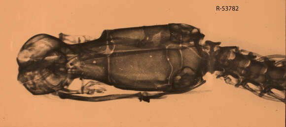 Sivun Indotyphlops Hedges, Marion, Lipp, Marin & Vidal 2014 kuva