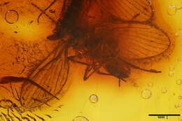 Image of moth flies and sand flies