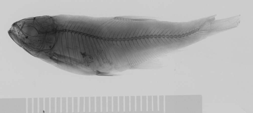 Image of Bryconamericus alfredae Eigenmann 1927