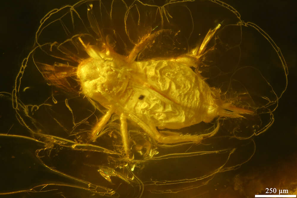 Image of springtails